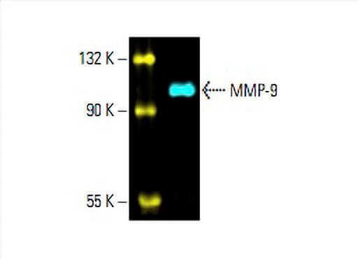 mmp-9-antibody-e-11-western-