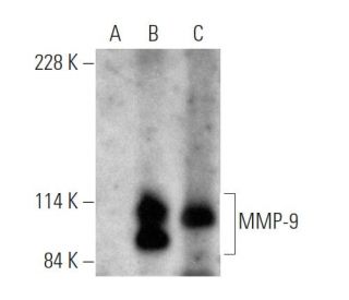 western blotting image from recommended MMP9 (E-11) monoclonal antibody replacement. Image 372312