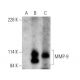 This polyclonal antibody has been discontinued. See our recommended <a href="mmp-9-antibody-e-11">MMP9 (E-11)</a> monoclonal antibody (sample data shown). western blotting image from recommended MMP9 (E-11) monoclonal antibody replacement. Image 372312