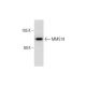 MMS19 Antibody (B-9) - Western Blotting - Image 288962 