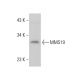 MMS19 Antibody (B-9) - Western Blotting - Image 378511