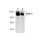 MMS19 Antibody (G-12) - Western Blotting - Image 285781 