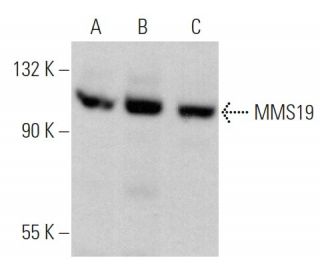 MMS19 Antibody (G-12) - Western Blotting - Image 366121 