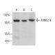 MMS19 Antibody (G-12) - Western Blotting - Image 369744