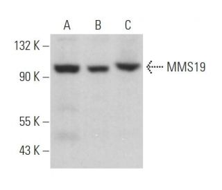 MMS19 Antibody (G-12) - Western Blotting - Image 369744 