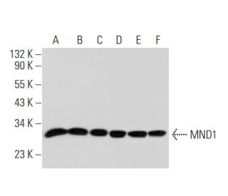 MND1 Antibody (G-4) - Western Blotting - Image 305901 