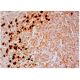 MNDA Antibody (C-3) - Immunohistochemistry - Image 302539 