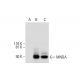MNDA Antibody (C-3) - Western Blotting - Image 289745