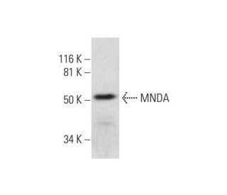 MNDA Antibody (C-3) - Western Blotting - Image 291051 