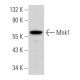 Mnk1 Antibody (A-4) - Western Blotting - Image 363717 