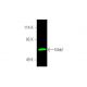 Mnk1 Antibody (A-4) - Western Blotting - Image 389680