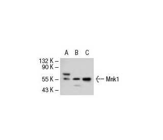 western blotting image from recommended Mnk1 (A-4) monoclonal antibody replacement. Image 40723