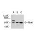 western blotting image from recommended Mnk1 (A-4) monoclonal antibody replacement. Image 40723