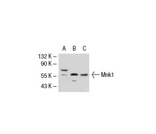 Mnk1 Antibody (C-5) - Western Blotting - Image 40724 