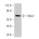 Mnk1 Antibody (C-5) - Western Blotting - Image 363715