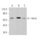 Mnk1 Antibody (D-2) - Western Blotting - Image 363718