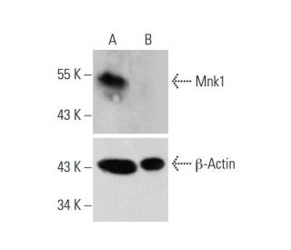 Mnk1 HDR Plasmid (h): sc-402417-HDR. Western blot analysis of Mnk1 expression in non-transfected control (A) and puromycin