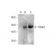 Mnk2 Antibody (B-6) - Western Blotting - Image 143365
