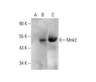 Mnk2 Antibody (B-6) - Western Blotting - Image 143365SAM Transcription Activation: SAM system utilizing dCas9-VP64, MS2-P65-HSF1, and sgRNA for precise gene transcription activation.