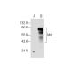 Mnt Antibody (F-11) - Western Blotting - Image 158296