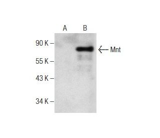 Mnt Antibody (G-2) - Western Blotting - Image 159002