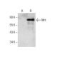 Mnt Antibody (G-2) - Western Blotting - Image 159002