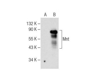 western blotting image from recommended Mnt (F-11) monoclonal antibody replacement. Image 158296