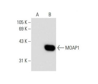 MOAP1 Antibody (A-11) - Western Blotting - Image 132589
