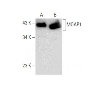 MOAP1 Antibody (E-8) - Western Blotting - Image 133398 
