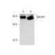 MOAP1 Antibody (E-8) - Western Blotting - Image 133398 