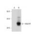 MOAP1 Antibody (E-8) - Western Blotting - Image 319307 