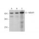 MOAP1 Antibody (E-8) - Western Blotting - Image 376347