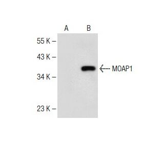 MOAP1 Antibody (G-2) - Western Blotting - Image 149652