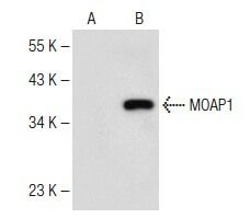MOAP1 Antibody (G-2) | SCBT - Santa Cruz Biotechnology