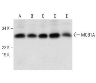 MOB1A Antibody (G-7) - Western Blotting - Image 292973 