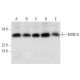 MOB1A Antibody (G-7) - Western Blotting - Image 292973 