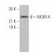 MOB1A Antibody (G-7) - Western Blotting - Image 374358