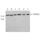 MOB1A Antibody (G-7) - Western Blotting - Image 374361 