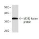 MOB2 Antibody (2400C3a) - Western Blotting - Image 16941