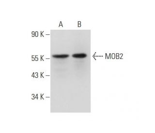MOB2 Antibody (2400C3a) - Western Blotting - Image 320022 