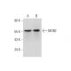 MOB2 Antibody (2400C3a) - Western Blotting - Image 320022 