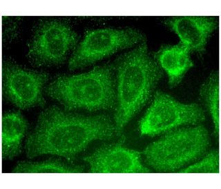 MOBKL2A Antibody (B-12) - Immunofluorescence - Image 318895 