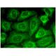 MOBKL2A Antibody (B-12) - Immunofluorescence - Image 318895 
