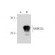 MOBKL2A Antibody (B-12) - Western Blotting - Image 318566