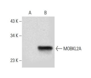 MOBKL2A Antibody (H-3) - Western Blotting - Image 305743