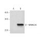MOBKL2A Antibody (H-3) - Western Blotting - Image 305743