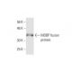 MOBP Antibody (4C2) - Western Blotting - Image 348548