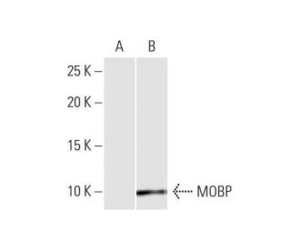 MOBP Antibody (4C2) - Western Blotting - Image 352128 