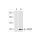 MOBP Antibody (4C2) - Western Blotting - Image 352128 