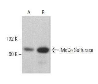 MoCo Sulfurase Antibody (D-6) - Western Blotting - Image 368940 